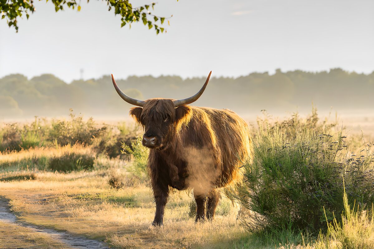 Highland cow beside a country path