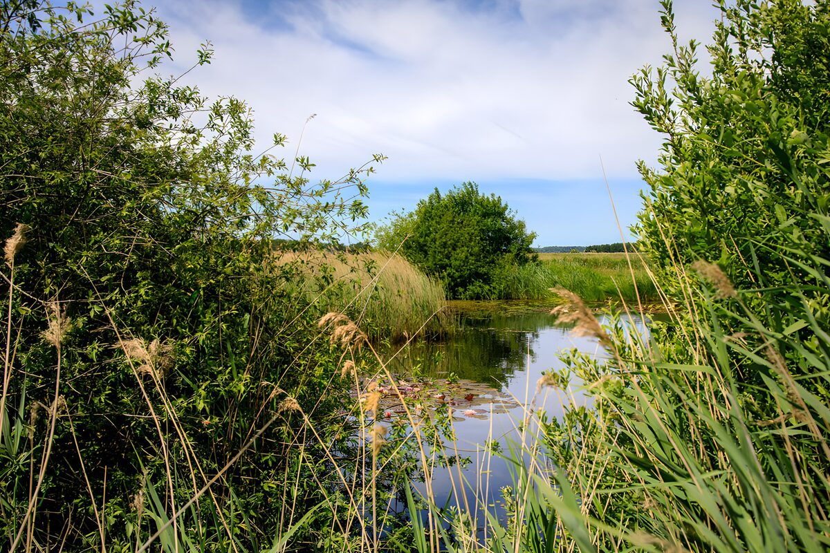 Still pond framed by reeds and shrubs