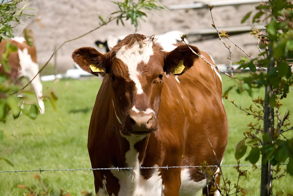 Brown-and-white cow in the sunshine