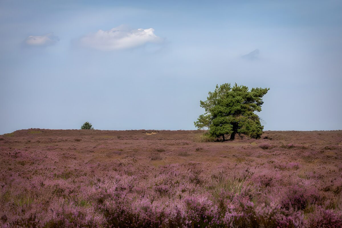 Purple heather beneath a wide blue sky