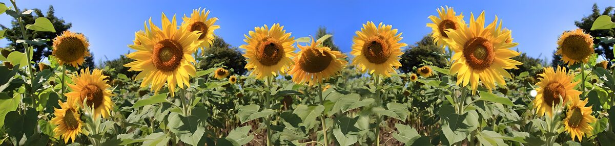 Sunflowers in the summer sunshine