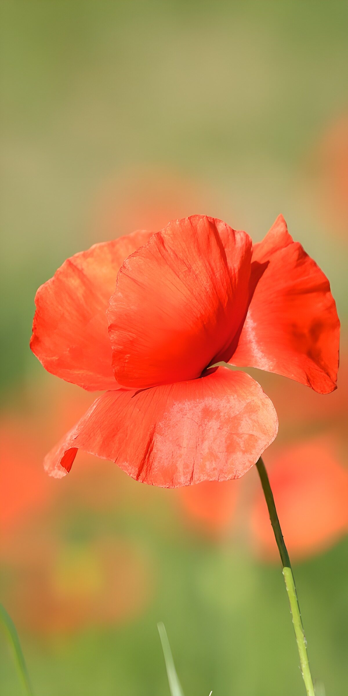 Red poppy in bright sunshine