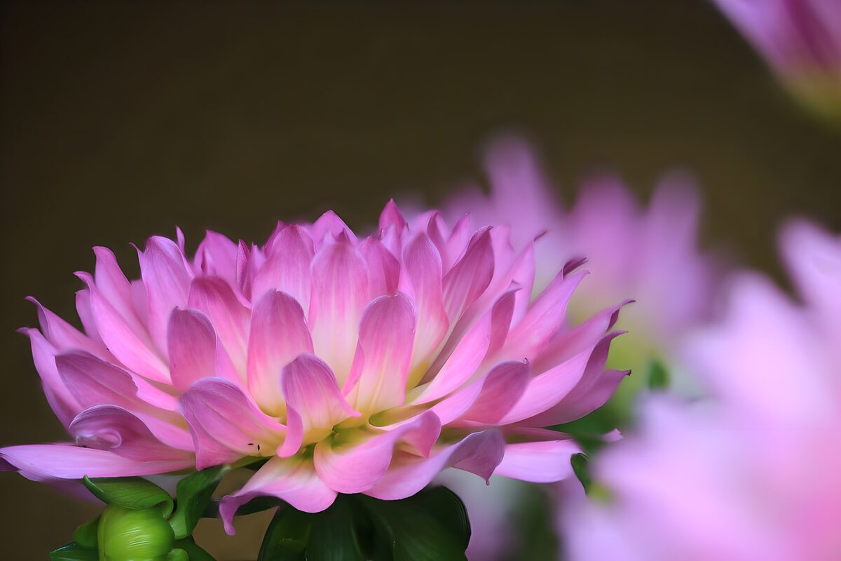 Pink flower in soft light