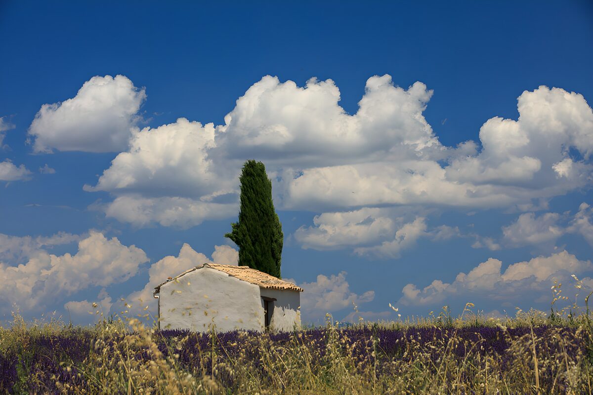 Rural hut and cypress in a summer meadow