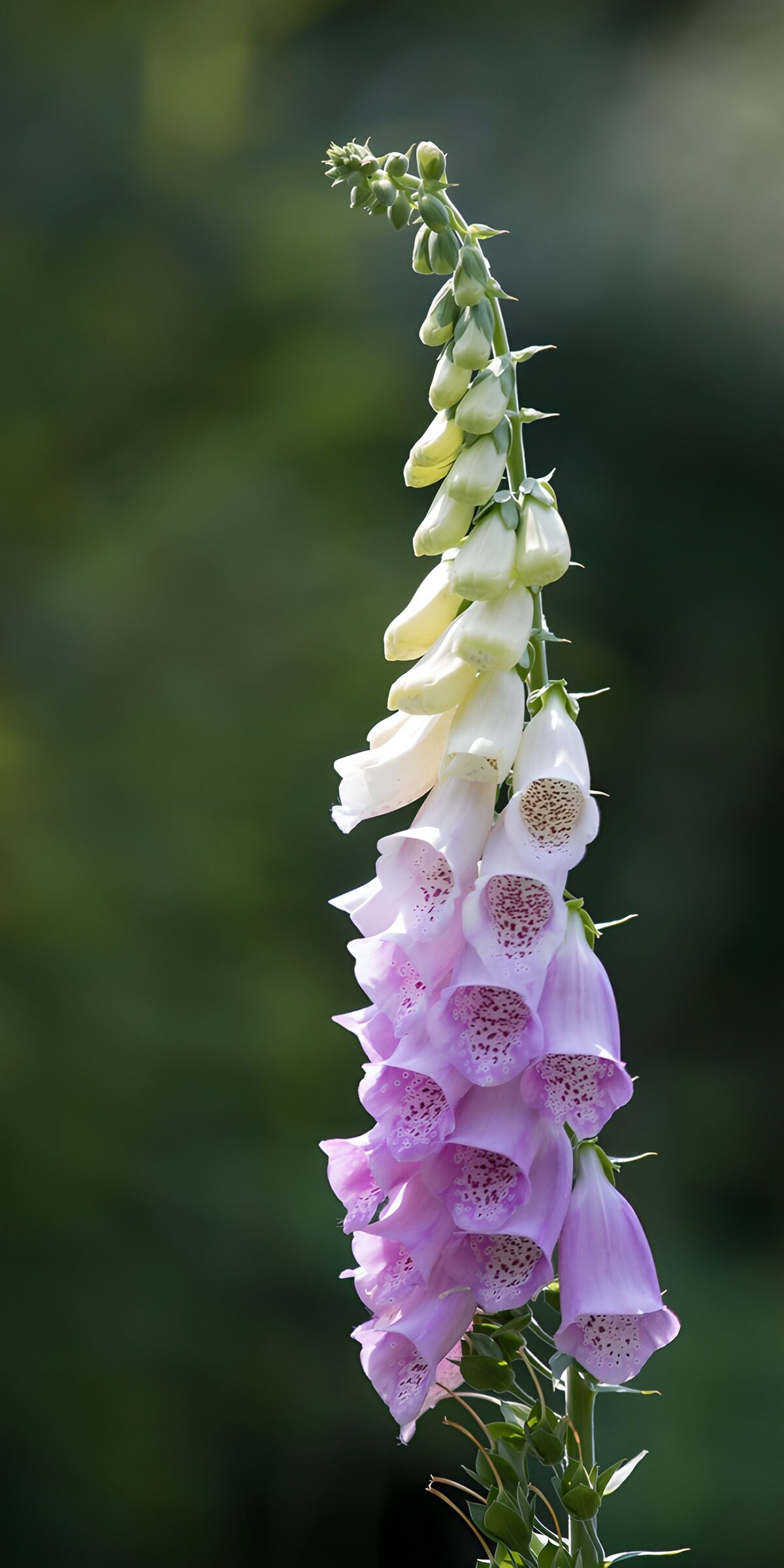 Foxglove bells on a thread of sunlight