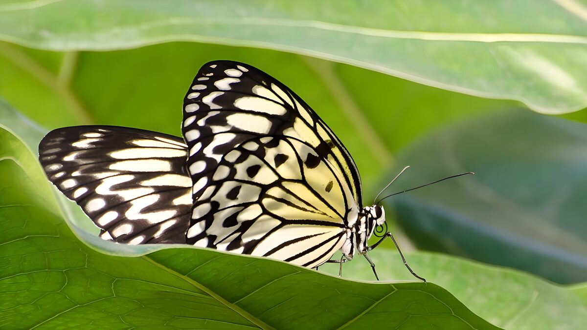 Black-and-white butterfly at rest