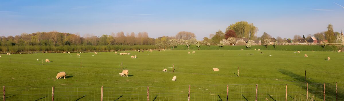 Sheep grazing in a sunlit spring pasture