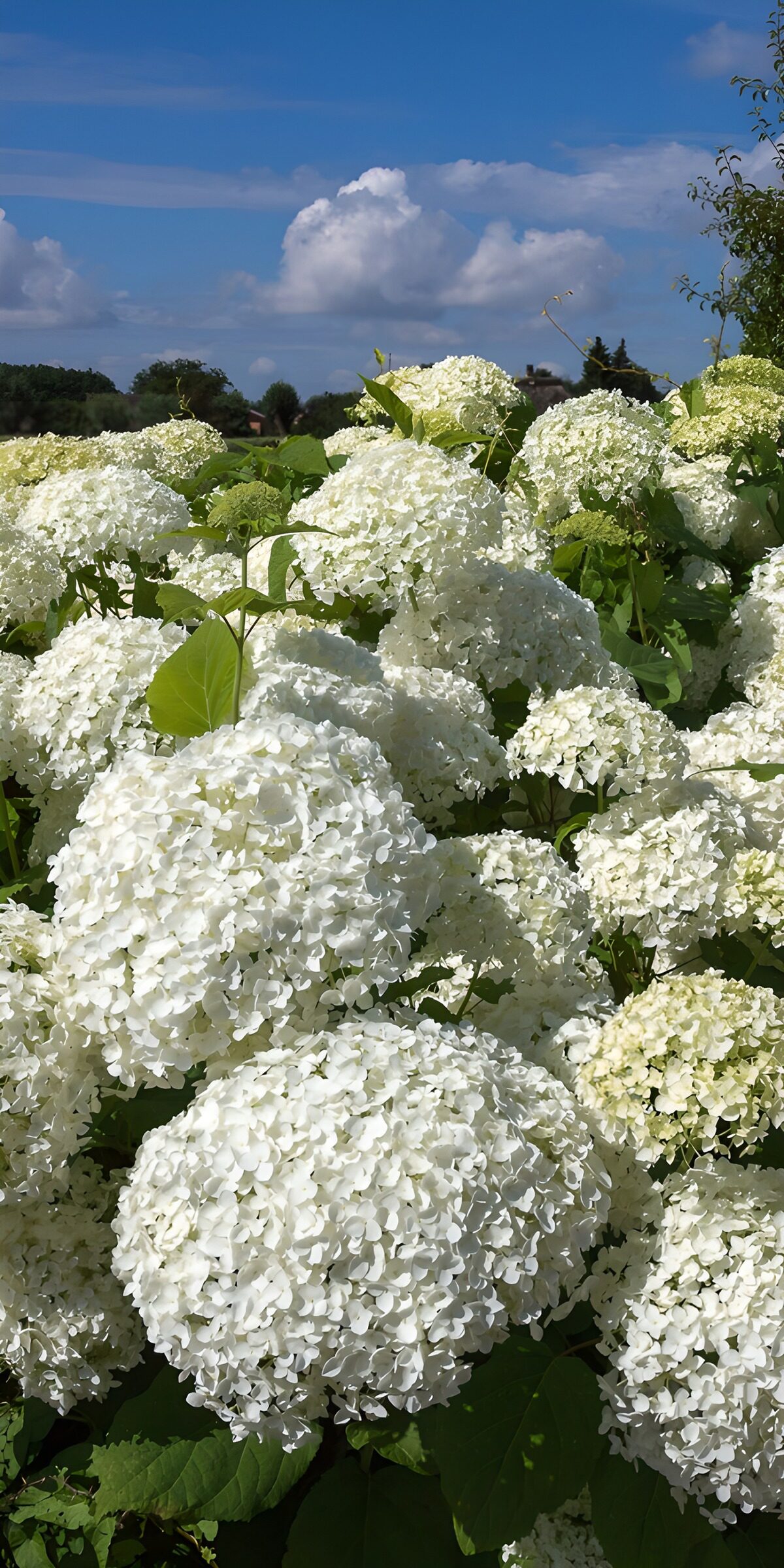 White hydrangeas beneath a summer sky
