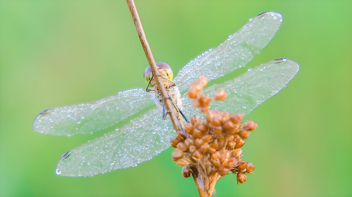 Water-beaded dragonfly at rest
