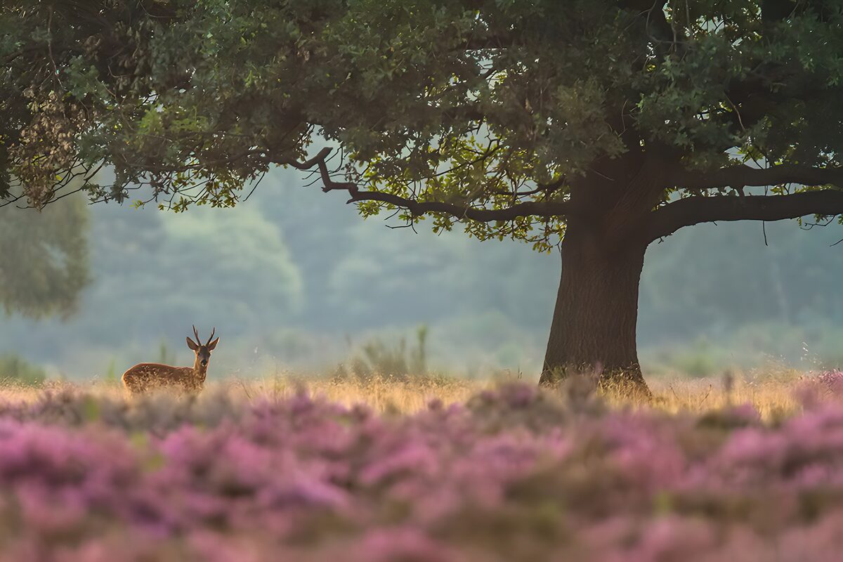 Deer beneath a tree in golden light