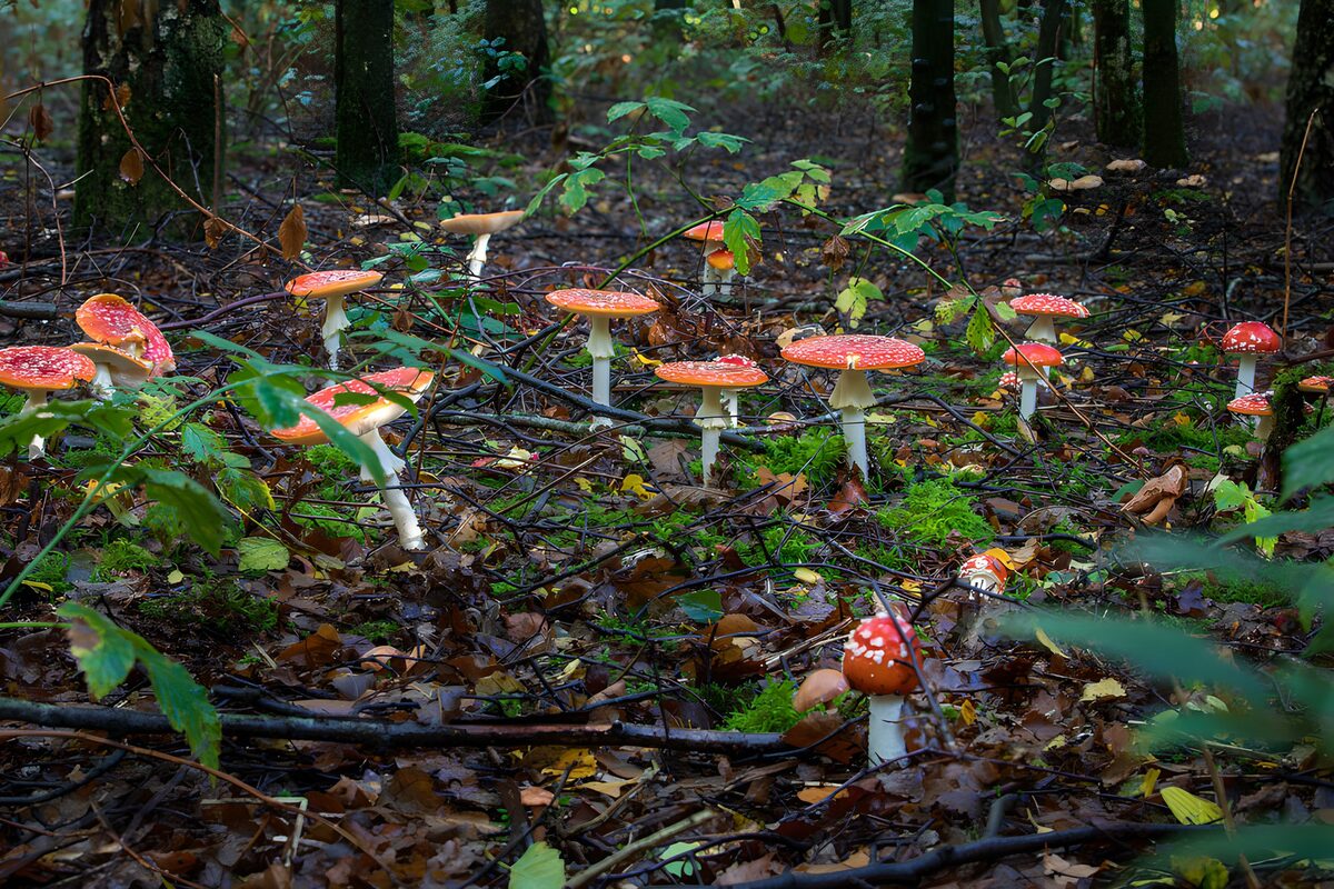 Fly agarics in soft woodland light