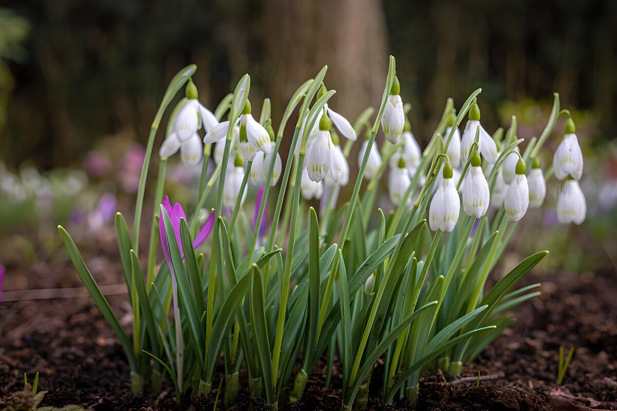 White snowdrops in soft spring light