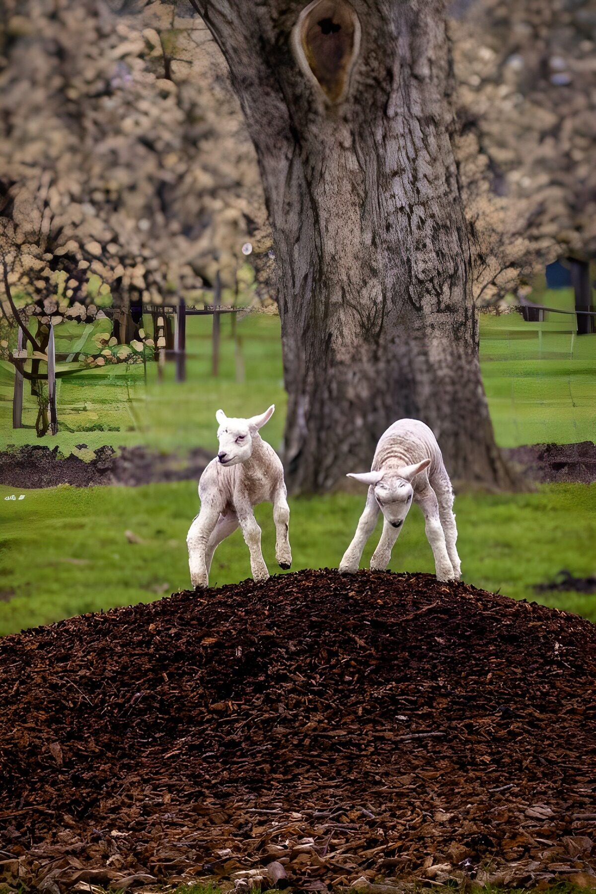Two white lambs beneath a spring tree