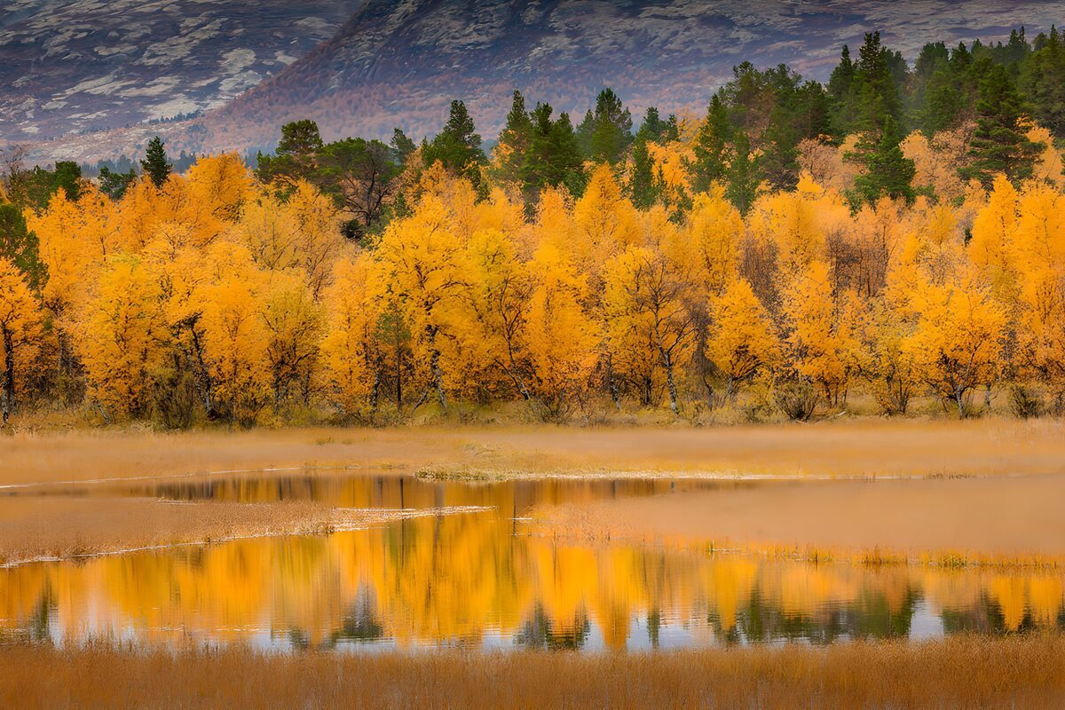 Golden woodland beside still water