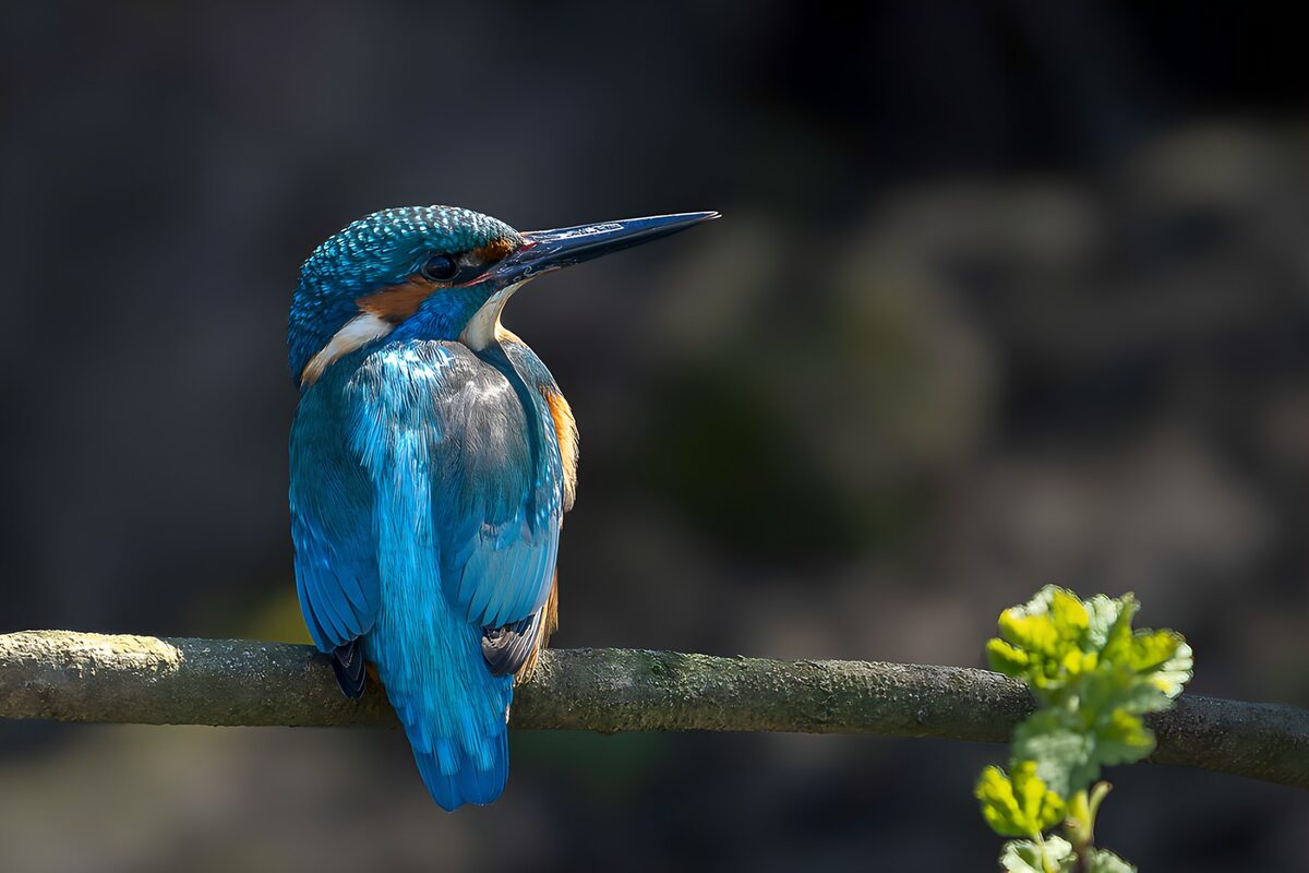 Kingfisher in a hush of blue