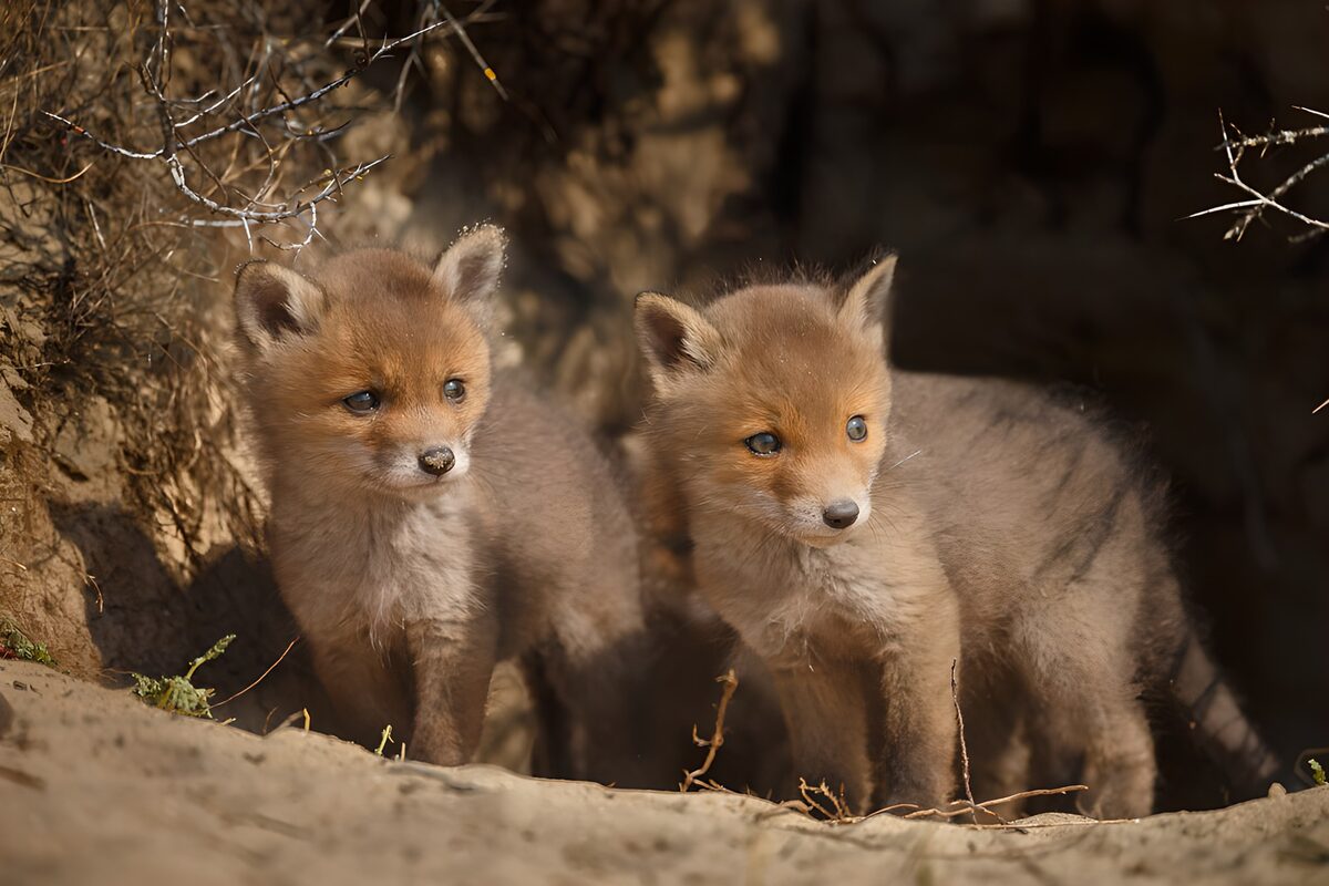 Two fox cubs alert at their den