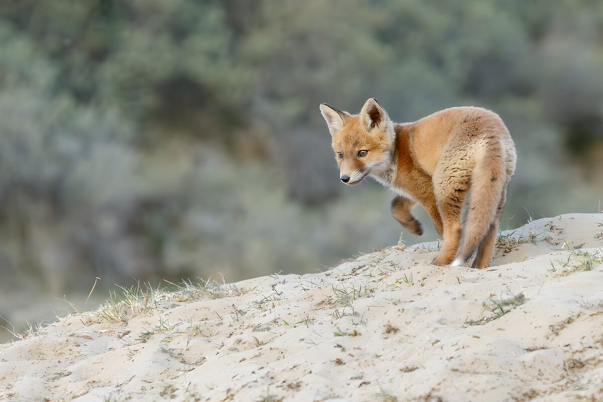 Red fox on a quiet sandy slope