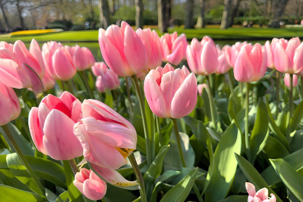 Sunlit pink tulips in full bloom