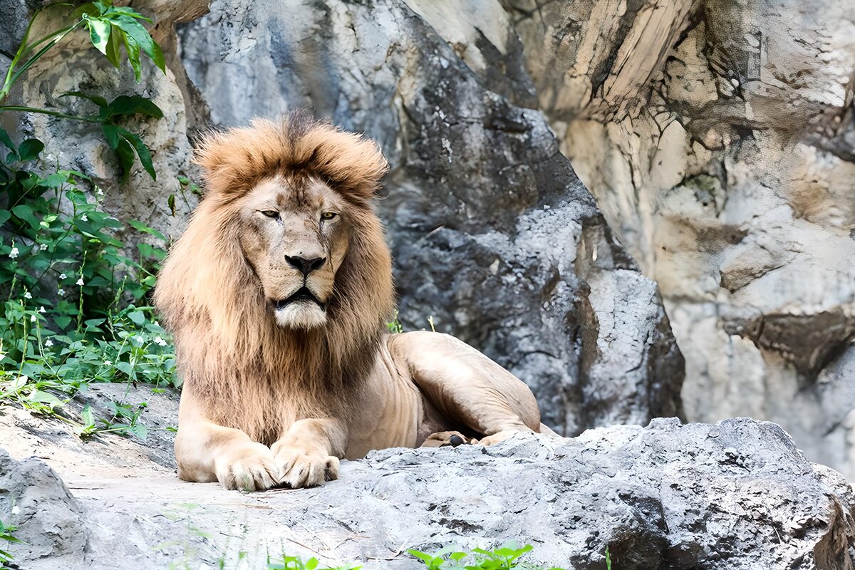 Lion at ease on a rocky ledge