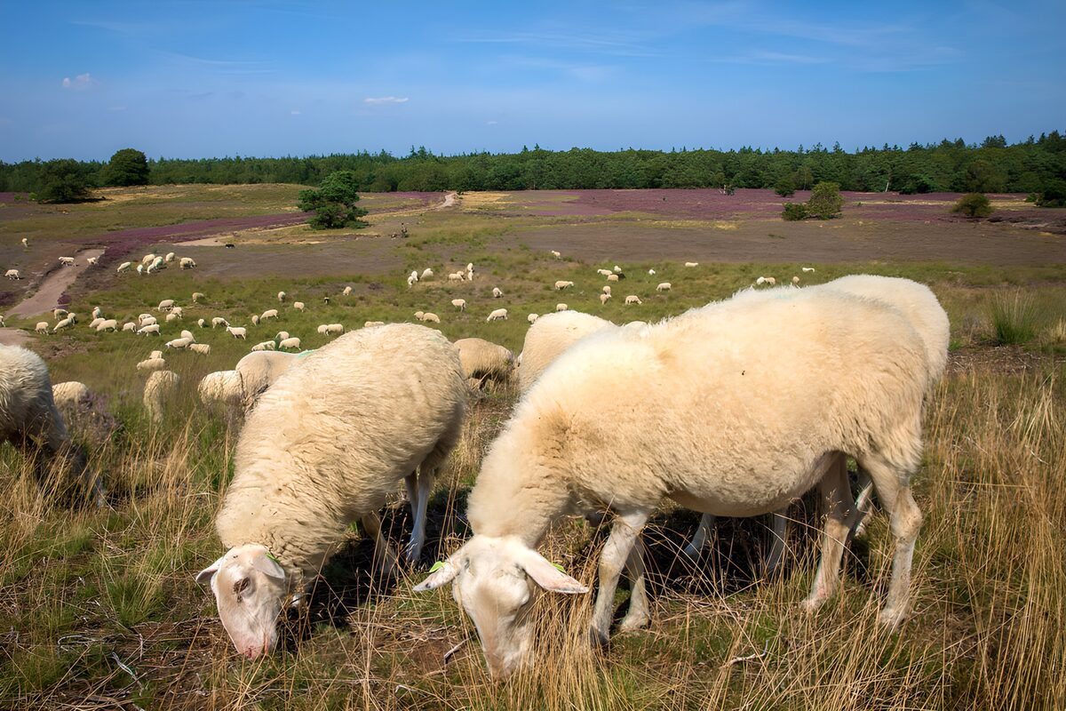 Sheep grazing on sunlit heathland