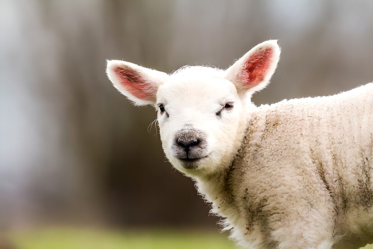 White lamb with a curious gaze
