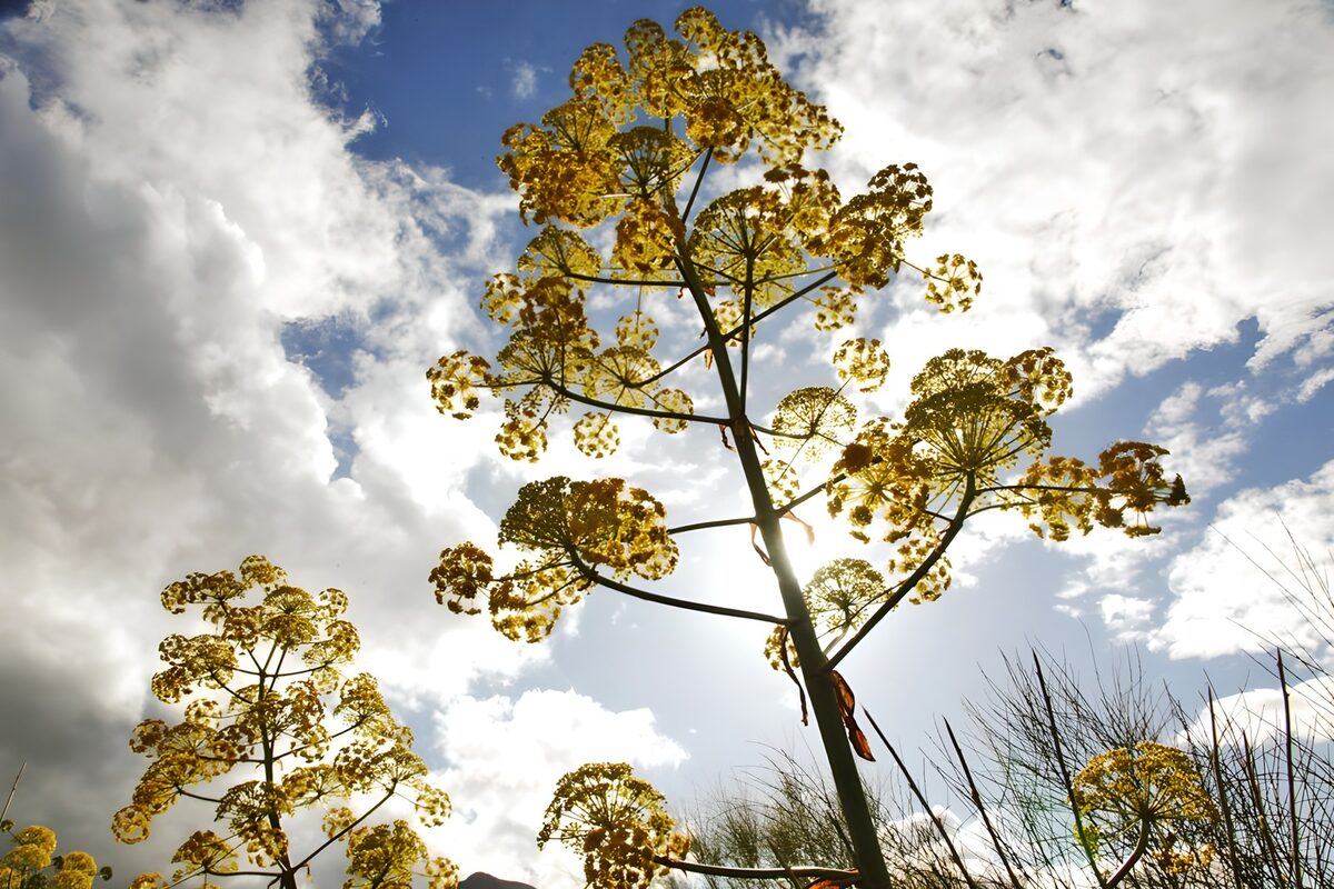 Sunlit yellow umbels against the clouds