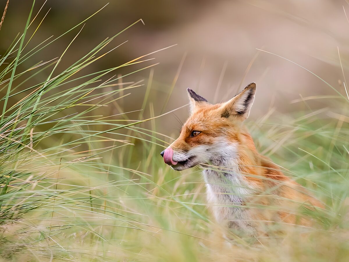 Alert red fox among tall grasses