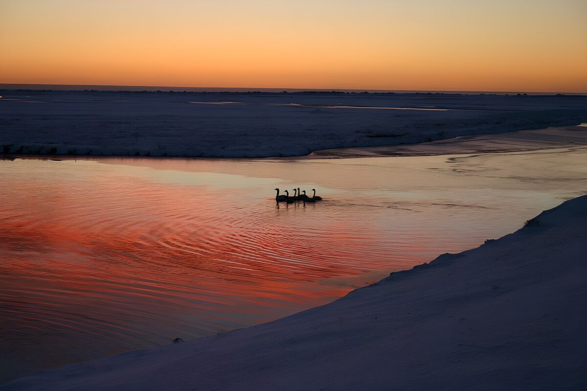 Waterbirds on snow-lined water at sunset