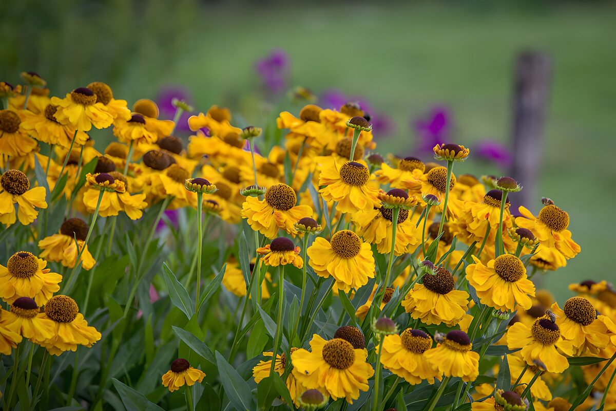 Yellow garden flowers in soft light