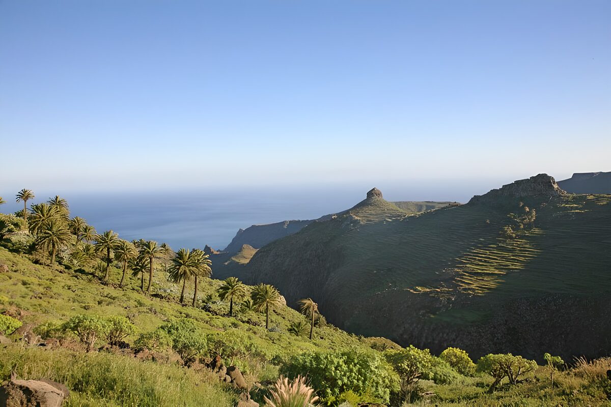 Sunlit palms and rugged coastal ridges