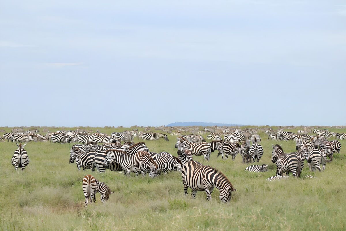 Zebra herd grazing on the open plain