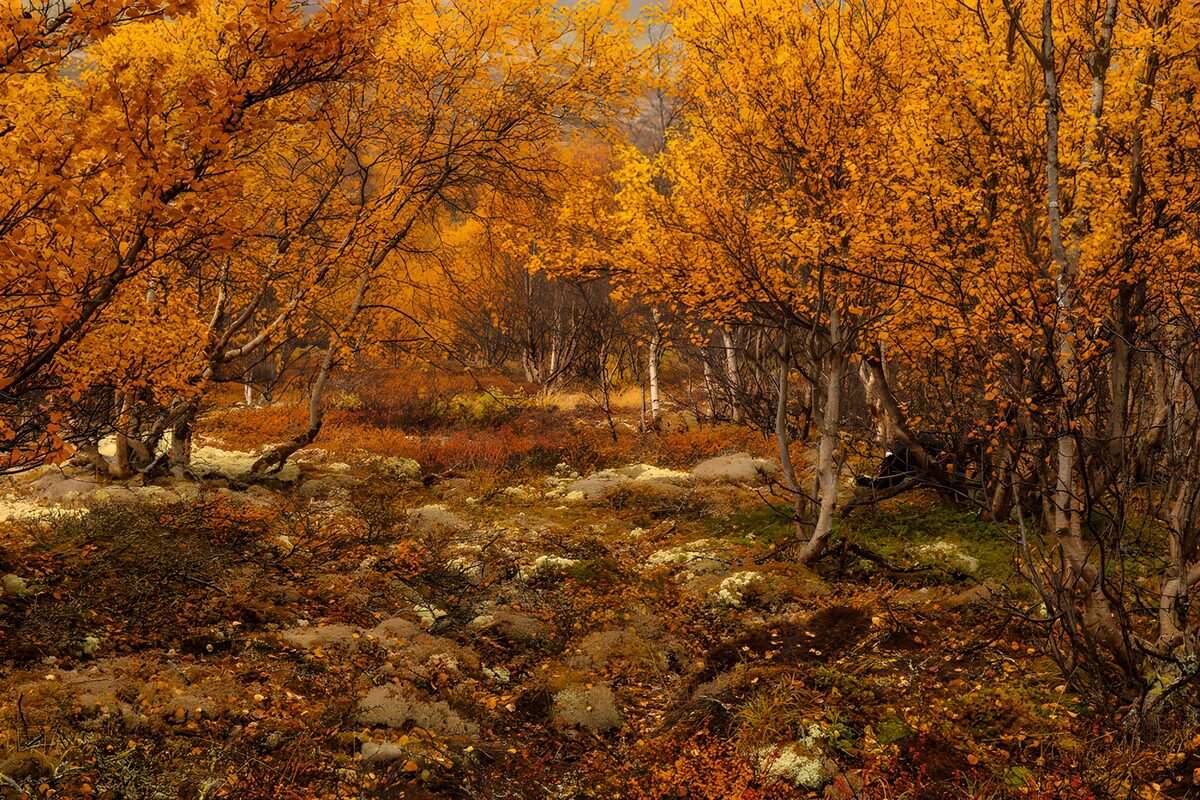 Golden autumn woods and mossy rocks