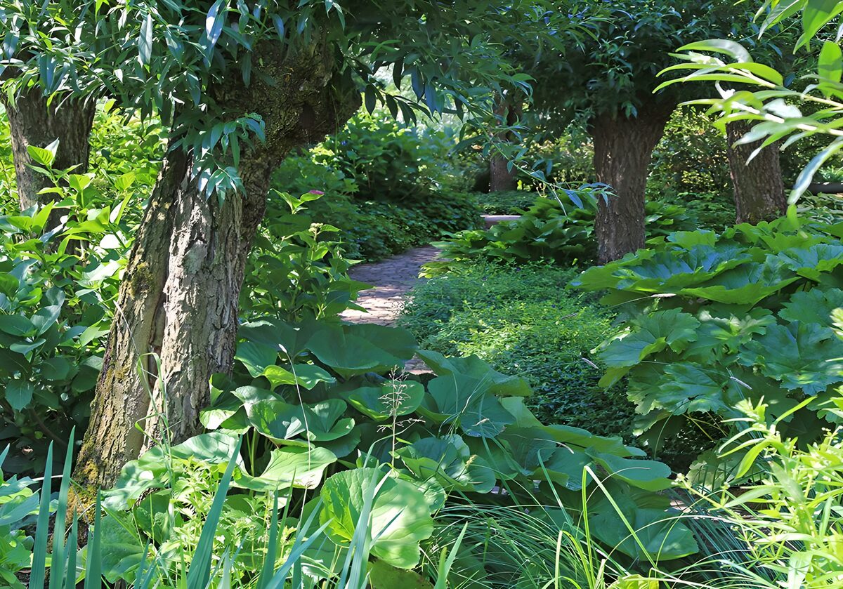 A shaded path through a lush green garden