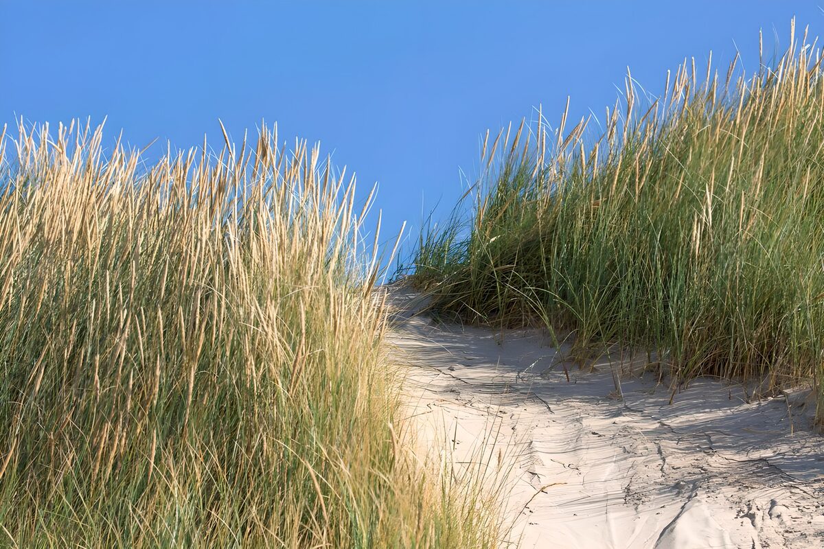 Where the dune path meets the sky
