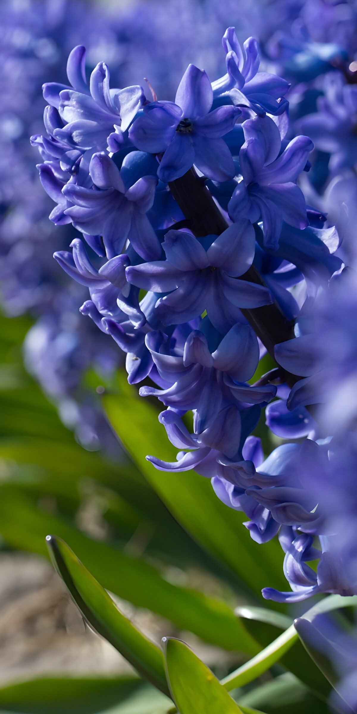 Blue hyacinth in bright sunlight