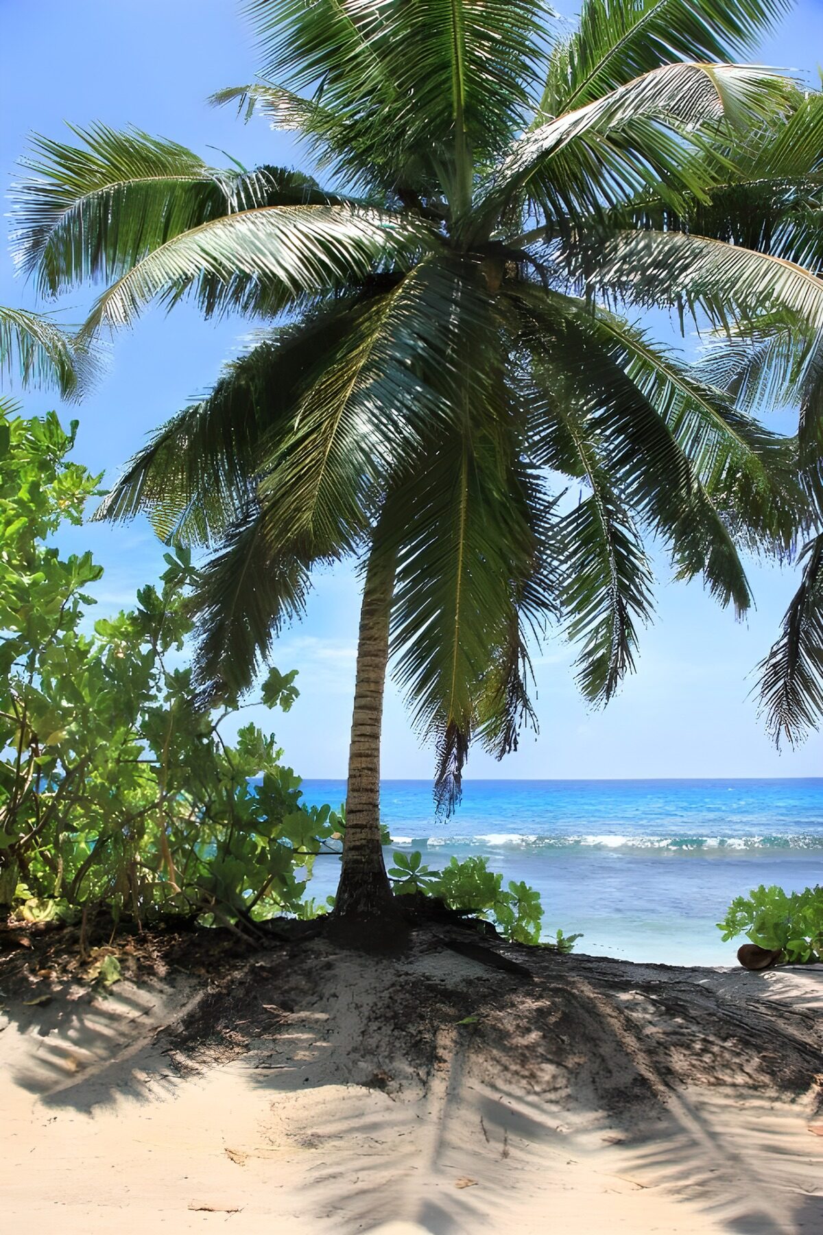 Sunlit palm beside a turquoise sea