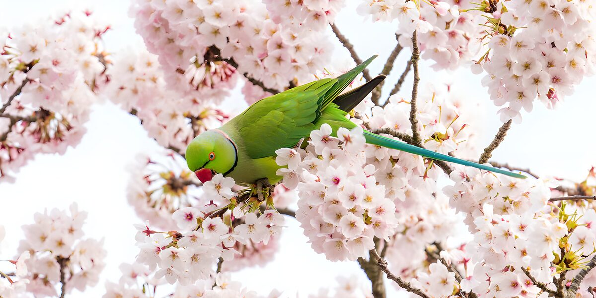 Green parakeet in spring cherry blossom