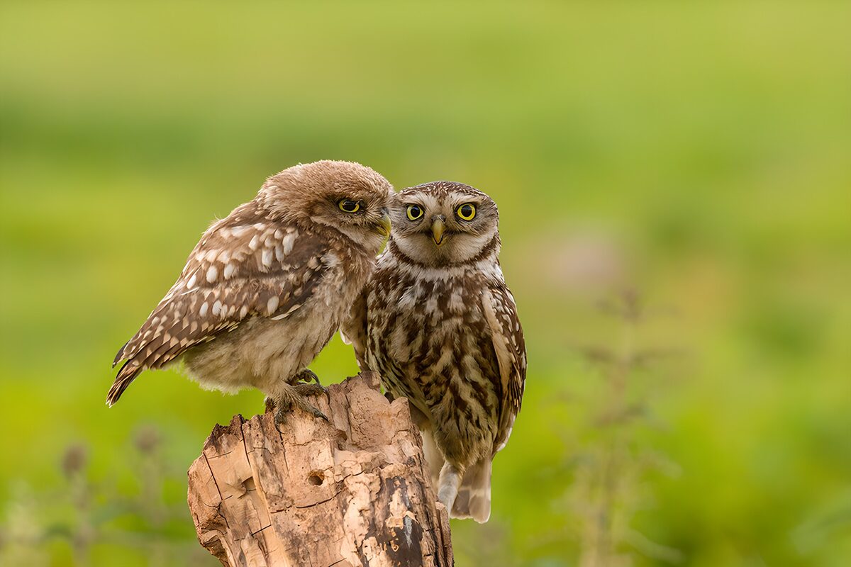 Two owls sharing a weathered stump