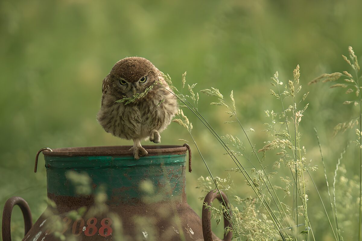 Owl on a rusty milk churn