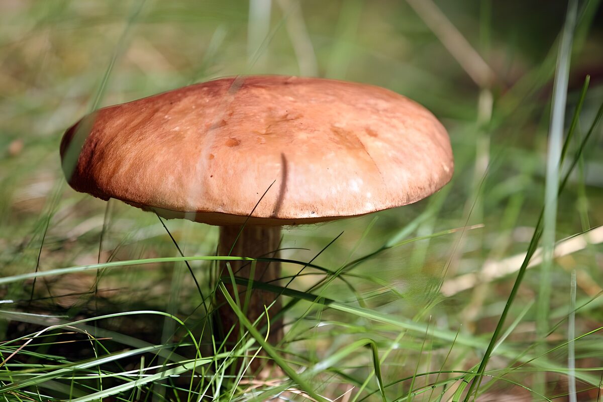 Orange-brown mushroom in sunlit grass