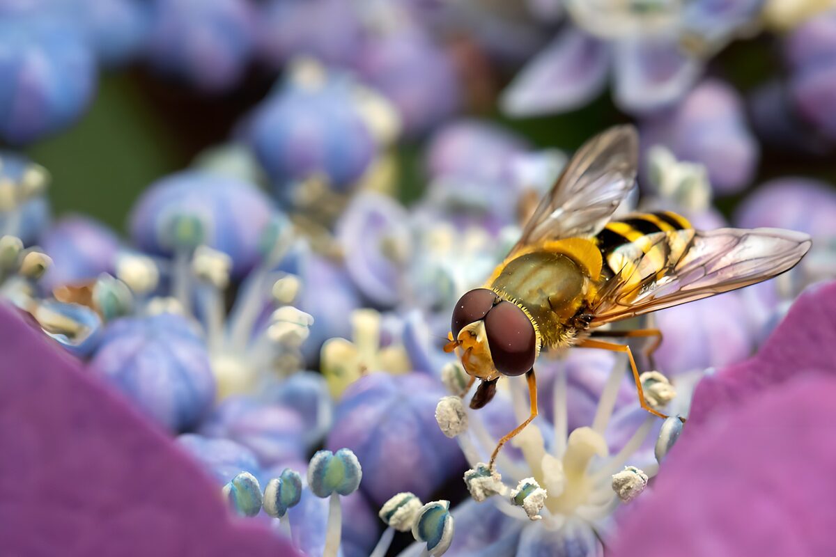 Hoverfly on sunlit purple flowers