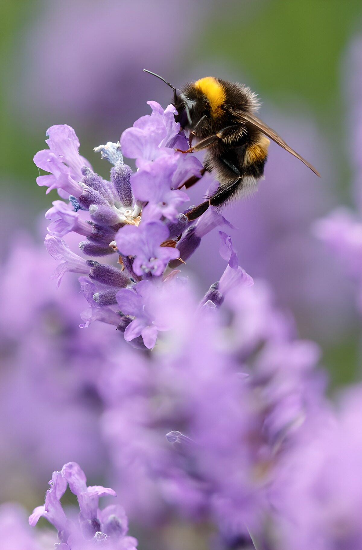 Bumblebee on lavender in soft light