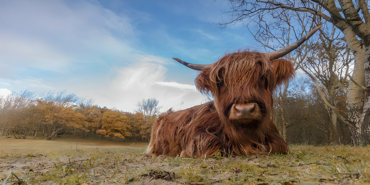 Highland cow resting in an autumn meadow