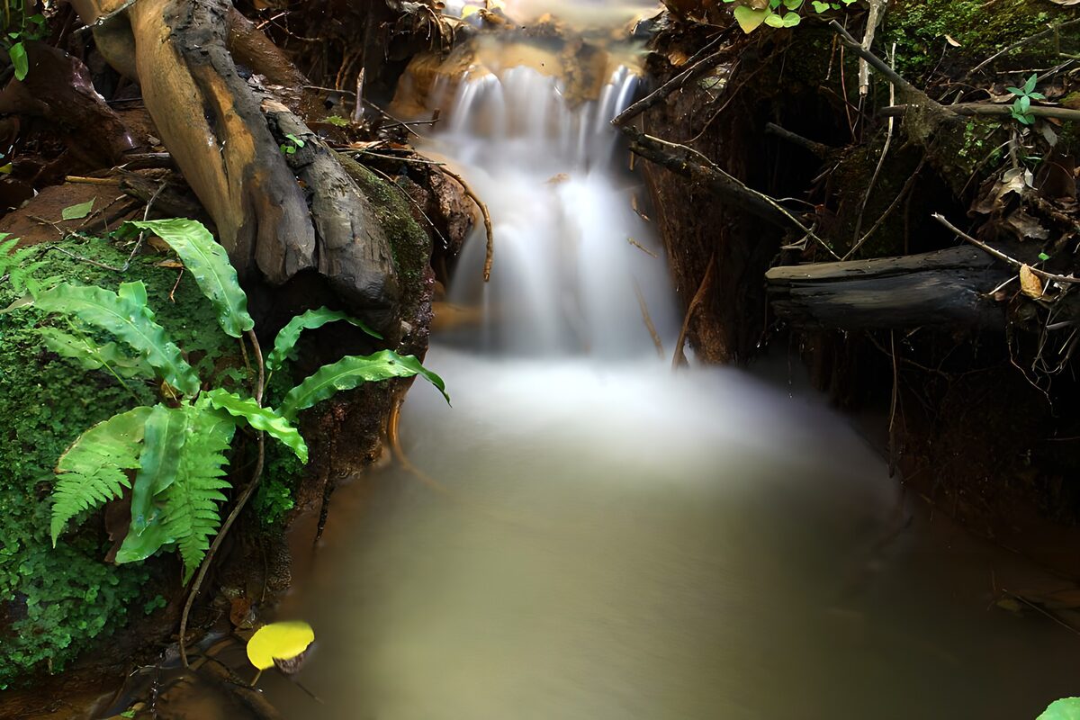 Shaded woodland waterfall and green ferns
