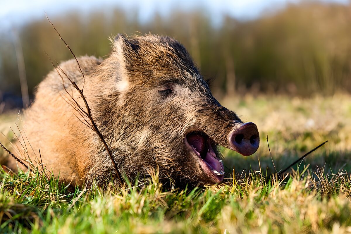 Wild boar yawning in sunlit grass