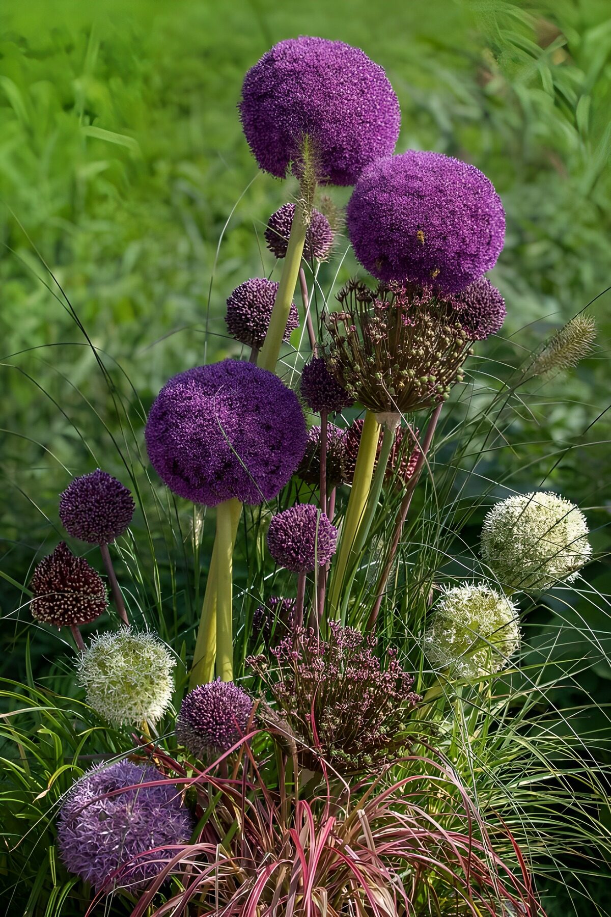 Purple and white alliums in sunlight