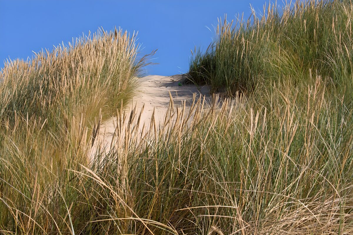 Sunlit path through grassy dunes