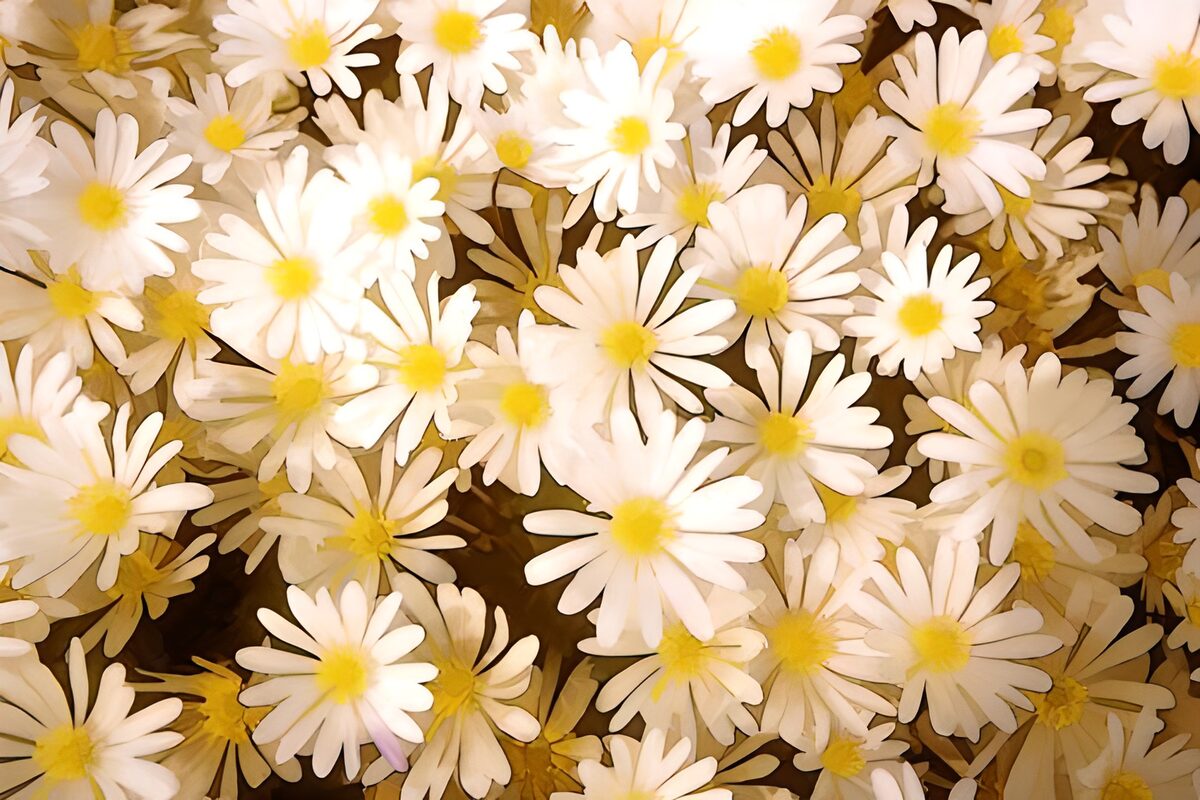 White daisies in a warm glow