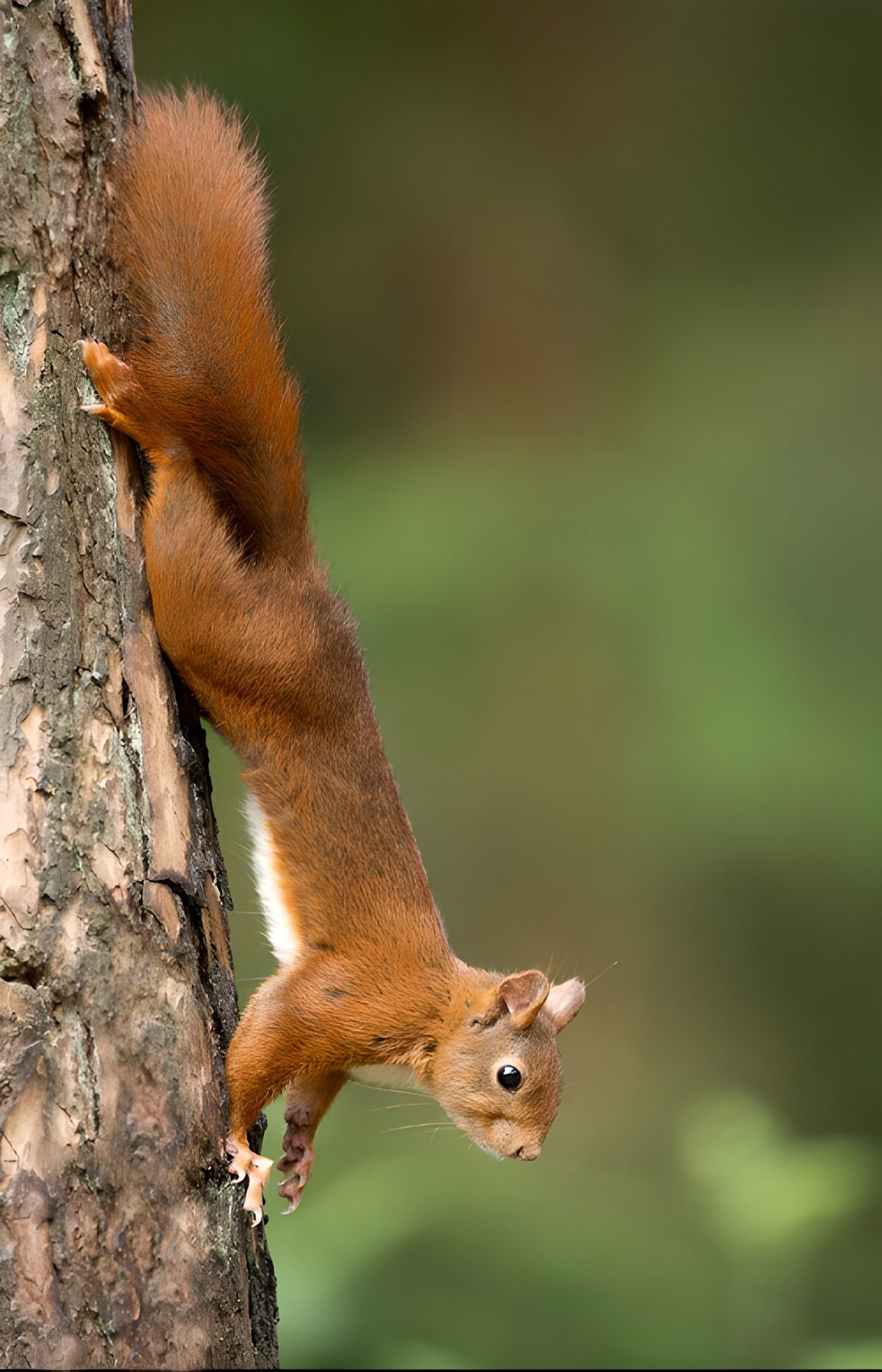 Red squirrel descending a tree trunk