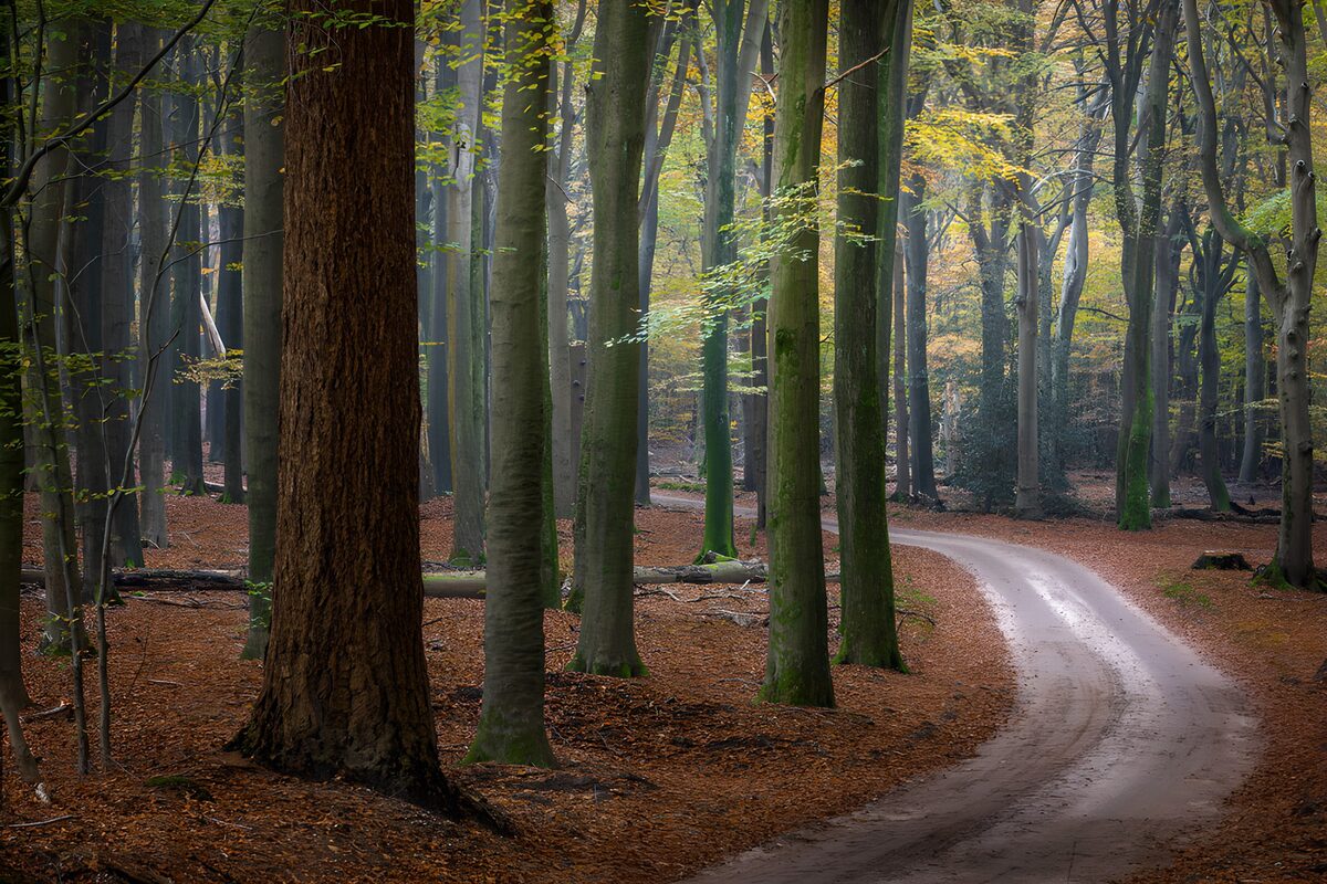 A quiet path through autumn woods